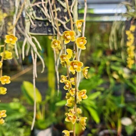 Орхидея CHILOSCHISTA LUNIFERA HYBRID