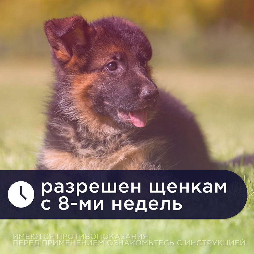 Средство противорвотное для собак и кошек Маропиталь Apicenna, 10 мл