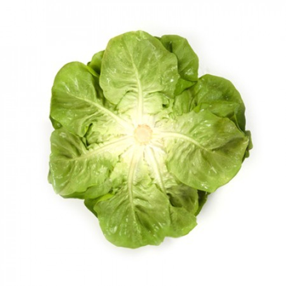 Аквино семена салата дуболистного (Rijk Zwaan / Райк Цваан) плод – фото 4