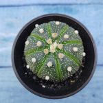 Astrophytum Asterias (Астрофитум)