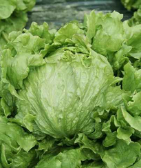 Патриций семена салата айсберг (Гавриш) 5г.