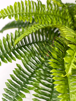 Папоротник Бостон диаметр 65 см