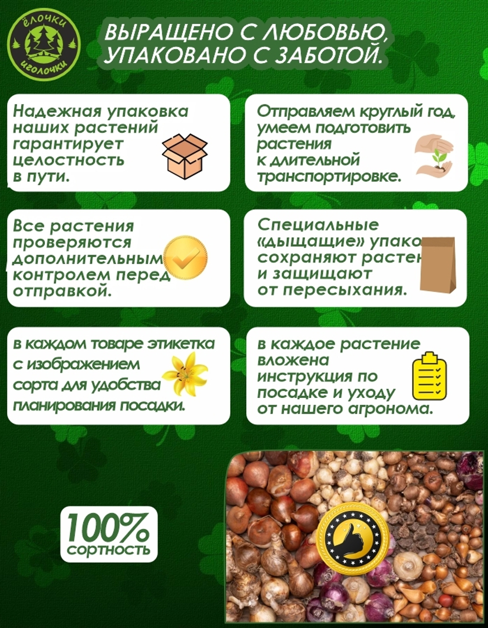 Тюльпан Луковица, Айсберг, 6+шт