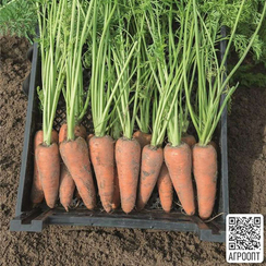 КАРСОН F1 семена моркови (Bejo | Alexagro)
