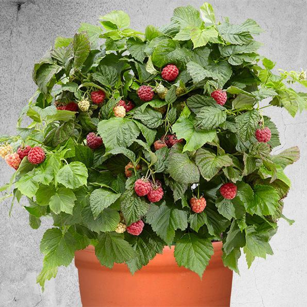 Малина карликовая Бон Бон Берри Ямми / Rubus idaeus Bon Bon Berry Yummy