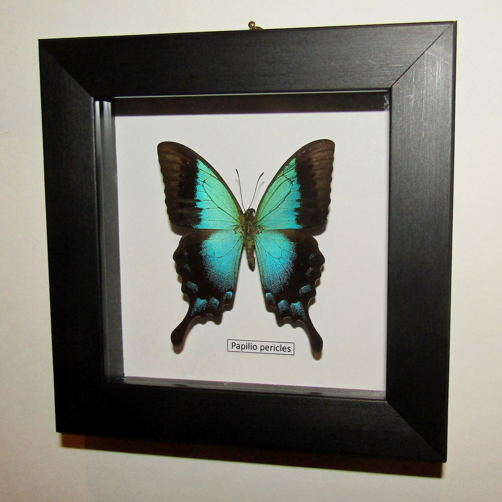 Бабочка Papilio pericles в рамке