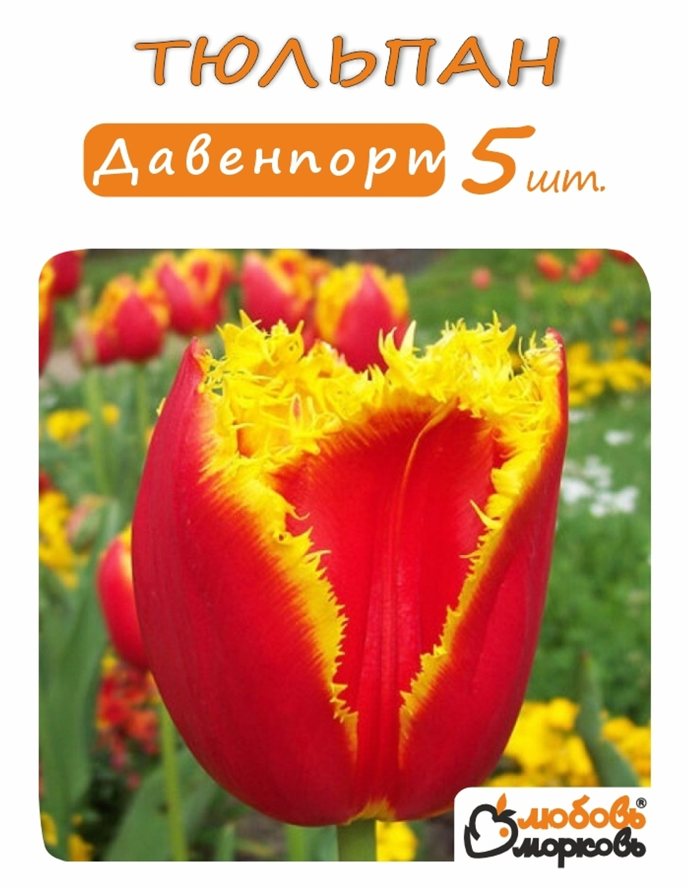 Тюльпан Луковица, Давенпорт, 5 шт