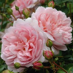 Вайлдив (Wildeve)