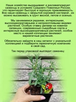 Лаванда Зубчатая домашняя