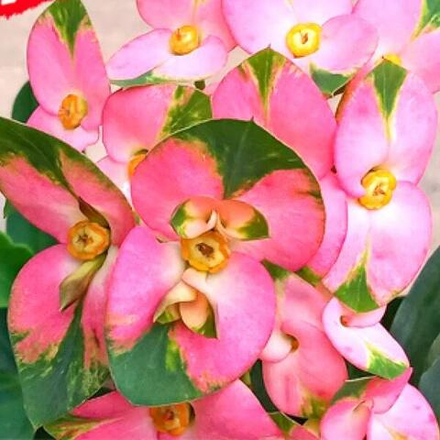 Эуфорбия Миля PINK BUTTERFLY