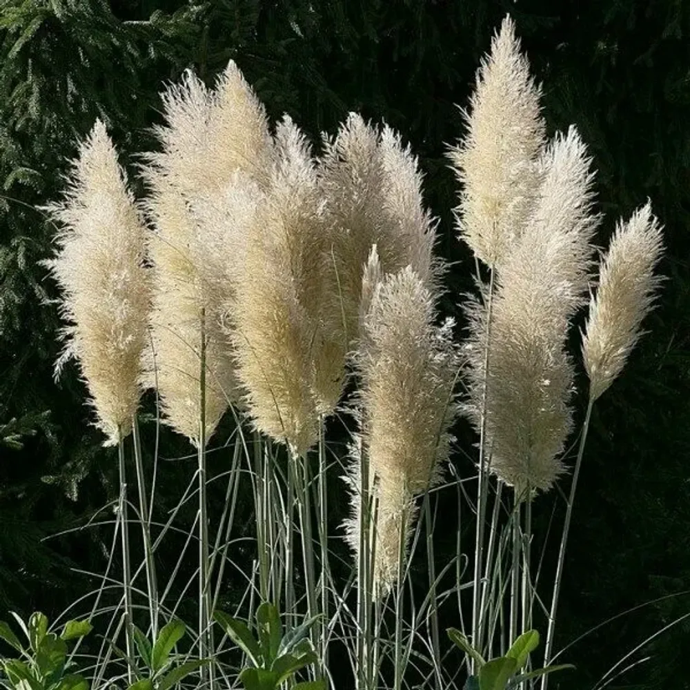 Камыш