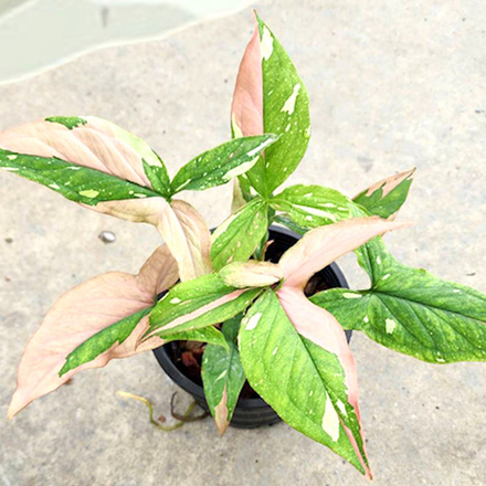 Сингониум (02) RED SPOT TRICOLOR