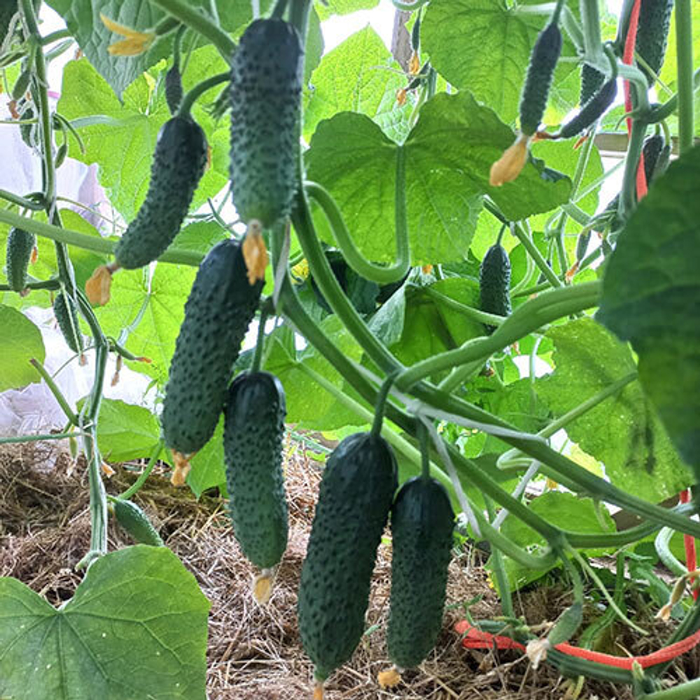 Cемена огурца Артист F1, Bejo, 7 шт.