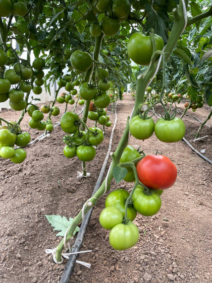 АЛАМИНА F1 семена томата Rijk Zwaan отзывы – фото 6