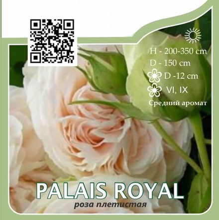 Роза плетистая "Palais Royal"