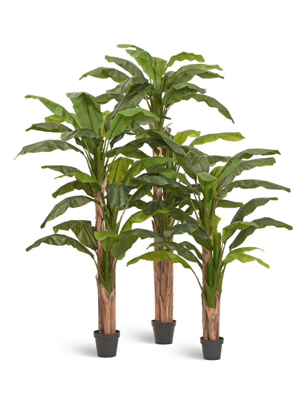 Банановое дерево в-245 см (26 листов и 3 ствола) (Sensitive Botanic) 1/1 10.0157208N