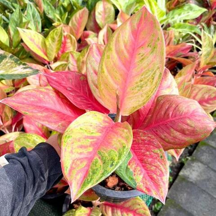 Аглаонема JAREN RUNG RUENG