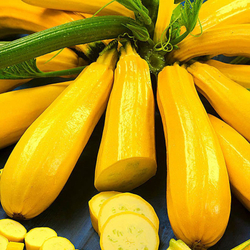 Кабачок Ясмин F1 (50шт)  Витагрин Профи