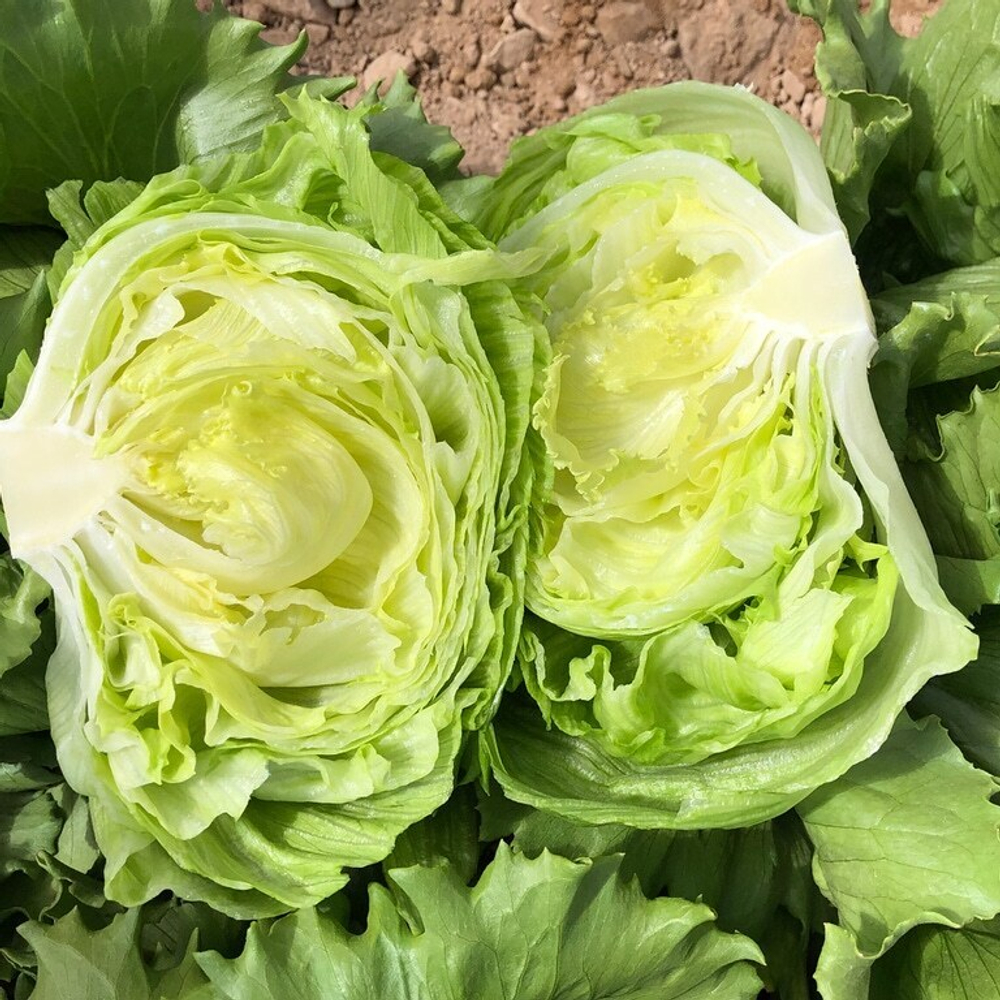 Мелоса семена салата (Nunhems / Нюнемс)