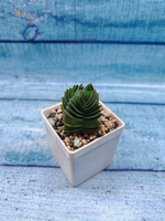 Crassula Buddha Temple (Крассула Храм Будды)