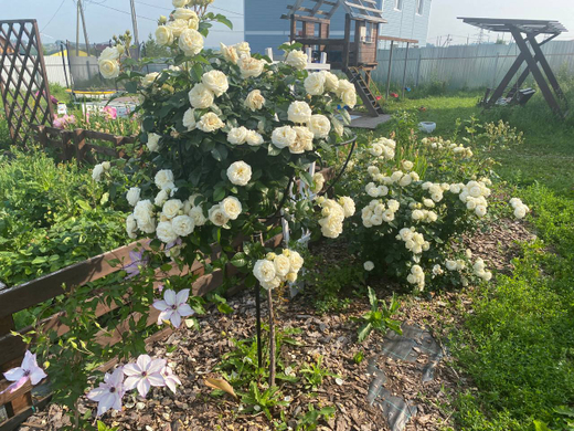 Роза Артемис на Штамбе 80-90 см Закупка М21 весна 2026