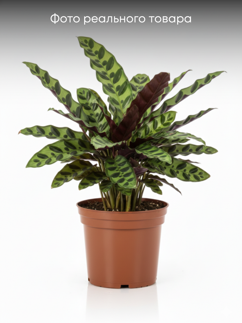 Калатея Leopard Pattern д.11