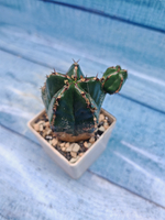 Euphorbia Handiensis (Эуфорбия)