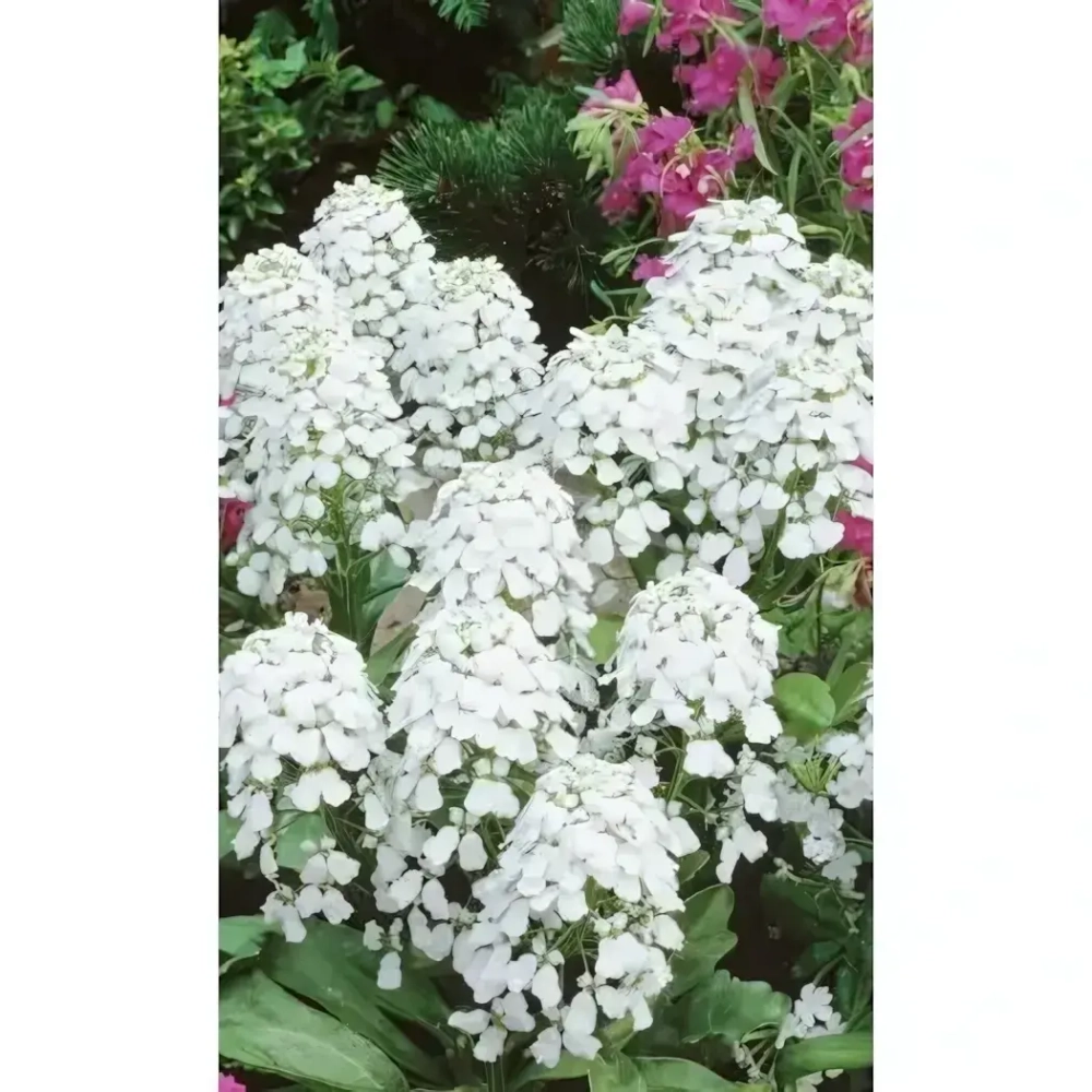 Семена Иберис Снежная вьюга (УД) Е/П