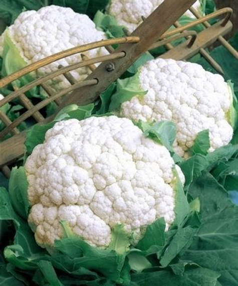 ФОРТАЛЕЗА F1 семена капусты цветной (Seminis | Alexagro) – фото 3