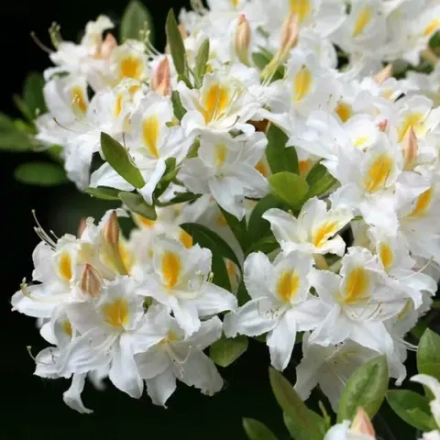 Азалия Шниголд