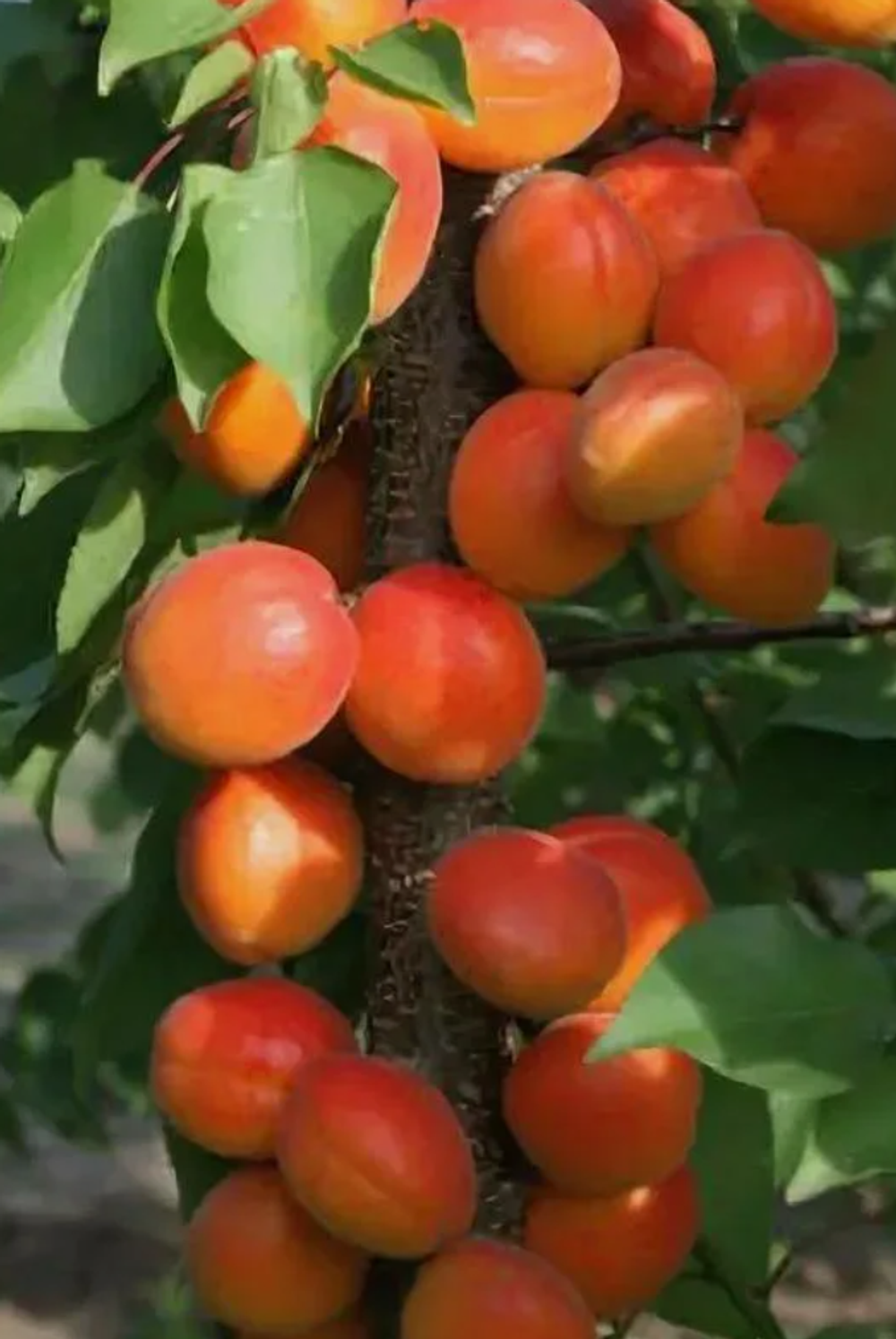 Абрикос колоновидный Звездный ЗКС контейнер 5-7,5л, 3х летний саженец май 26