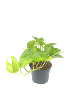 Эпипремнум