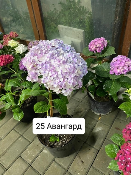 АВАНГАРД. (СТАНДАРТ ПОСТАВКИ Р9) 2025г