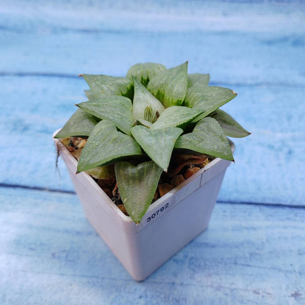 Haworthia Comptoniana Hybride hybrid (Хавортия)