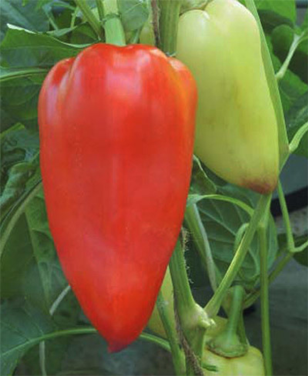 Атлет F1 семена перца сладкого (ПОИСК)