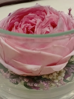 натуральный пион в стекле, вакуум*