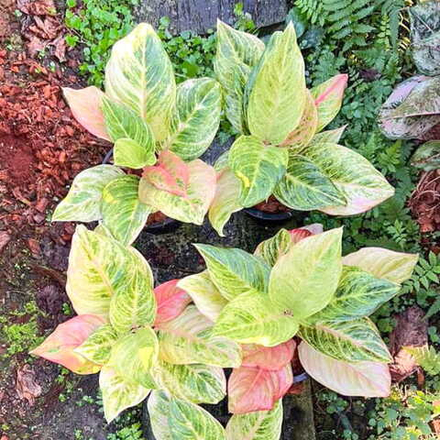 Аглаонема WHITE ANGEL