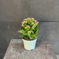 Каланхоэ Блоссфельда (Kalanchoe blossfeldiana) розовое