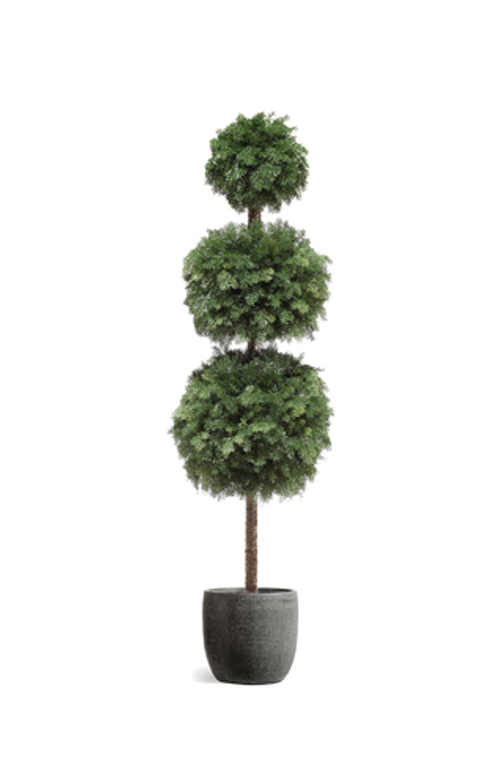 Туя-Самшит 210 см (На ножке)