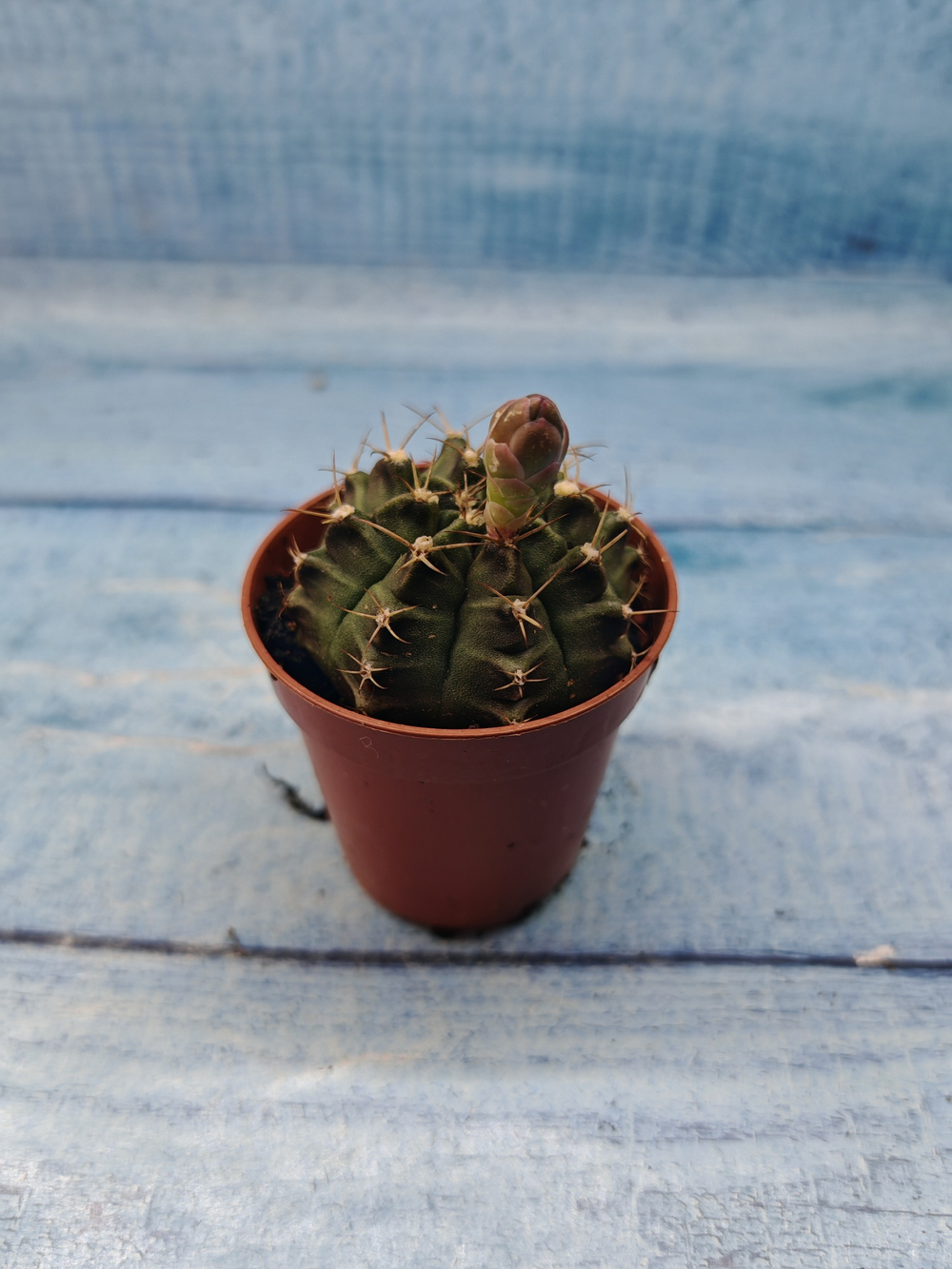 Gymnocalycium Friedrichii (Гимнокалициум)