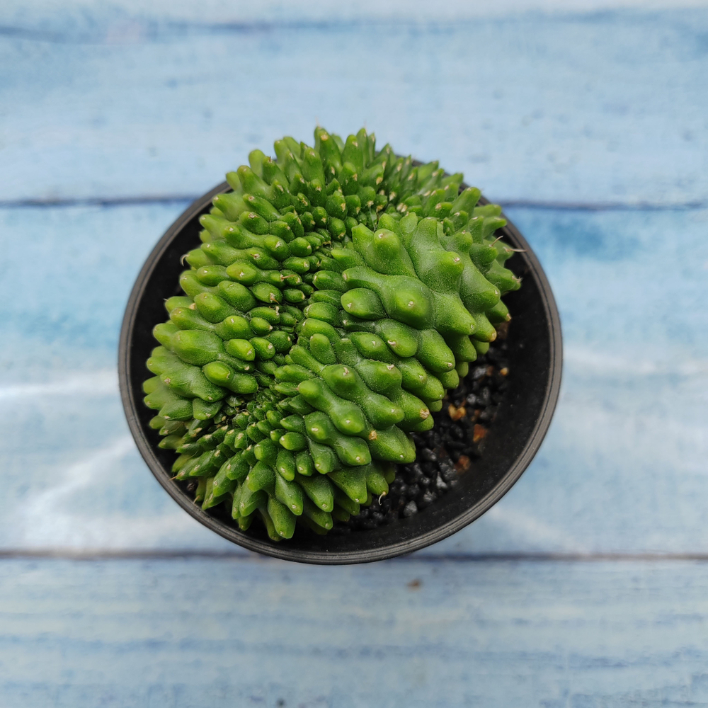 Gymnocalycium Spineless Crested form (Гимнокалициум Кристатный)