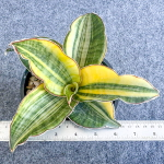 Сансевиерия BLACK ROSE INDO VAR s.L