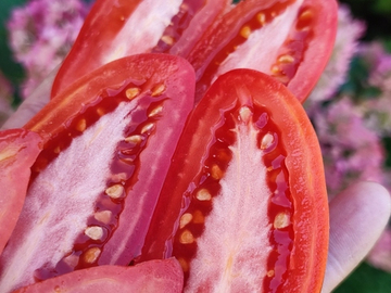 Аргентинское чудо сорт томата