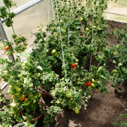 Помидоры Палка — Колоновидные