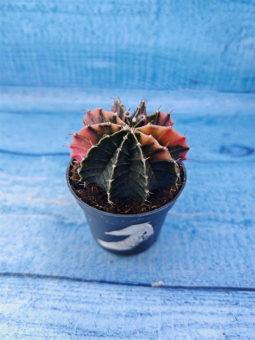 Gymnocalycium Variegata (Гимнокалициум Вариегатный)