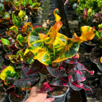 Кротон THOR PHAN