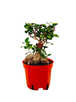 Фикус Гинсенг д.13 СП