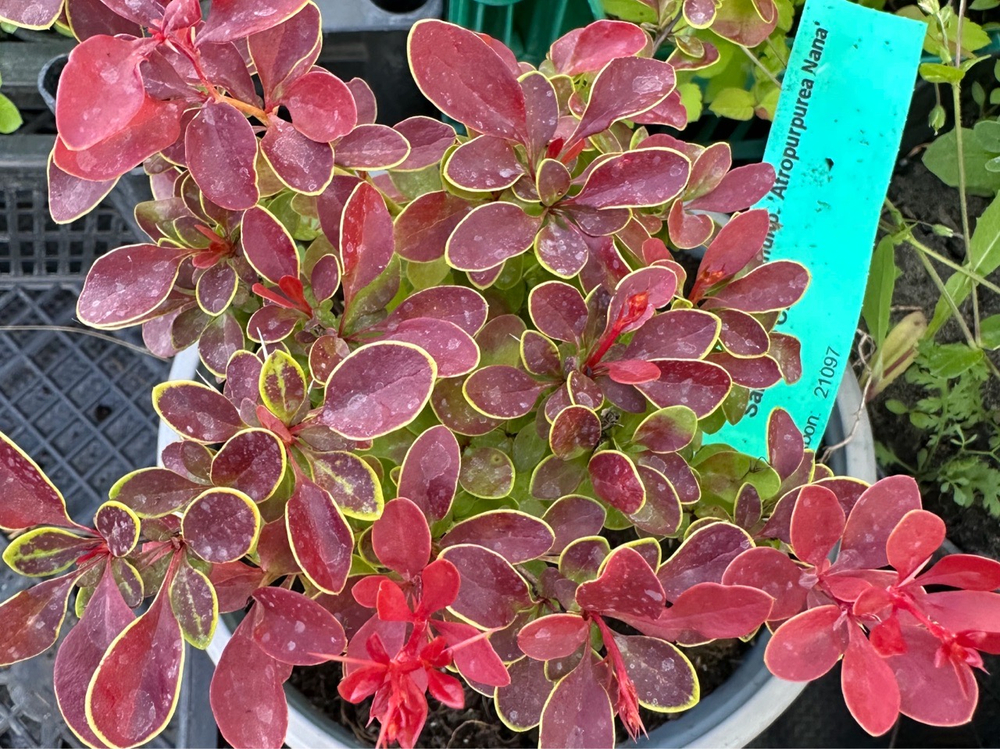 Барбарис Atropurpurea Nana Р12