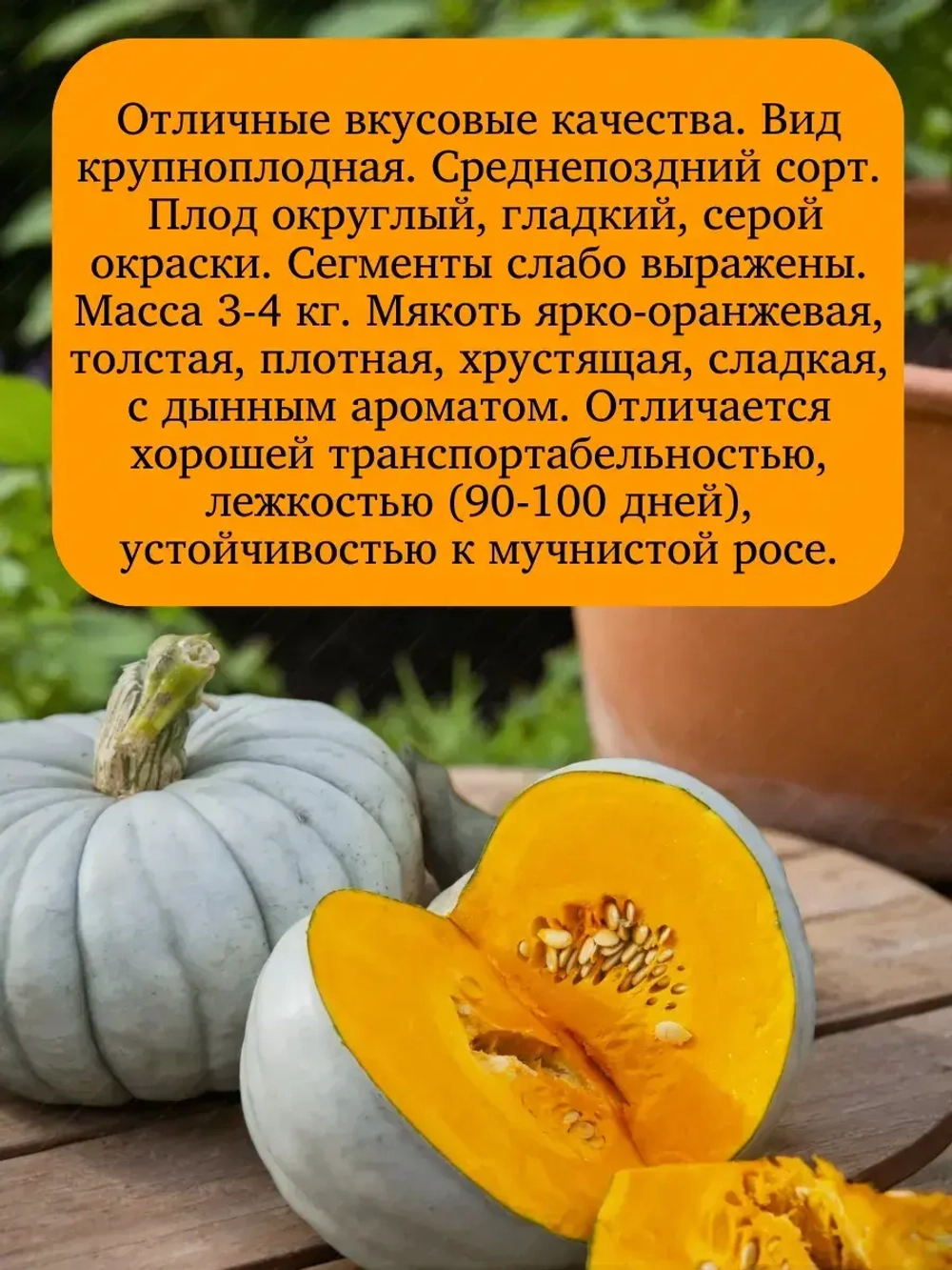 Семена Тыква Набор 3 шт 15 гр