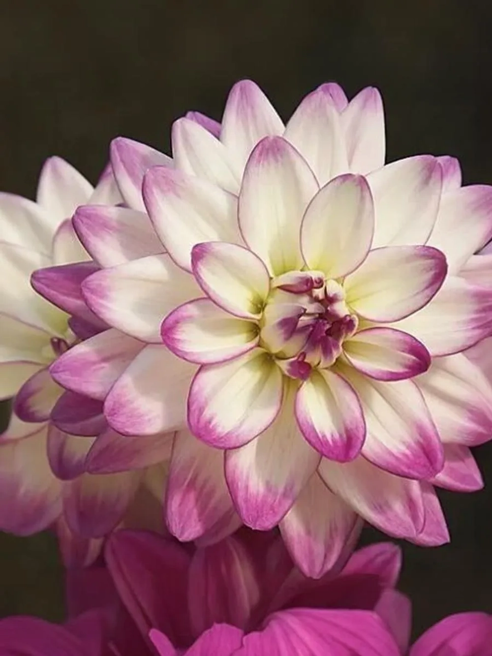 Георгин декоративный Орион